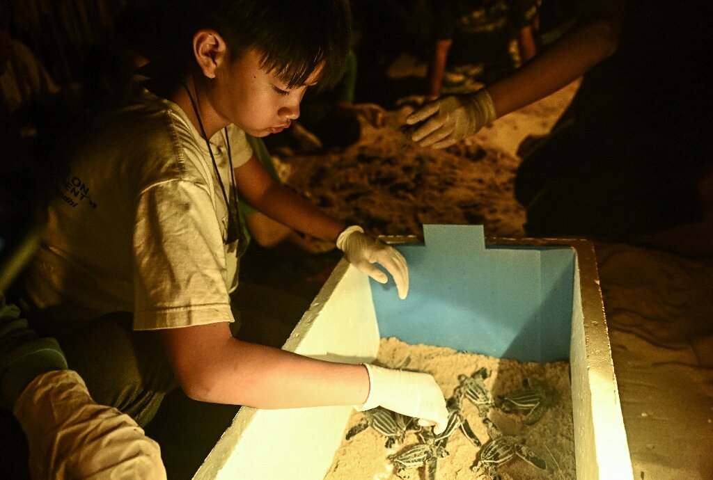 泰国海滩上孵化的棱皮龟得到帮助