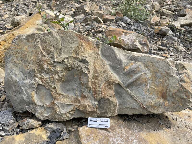 四川彭州上三叠统须家河组发现疑似2亿年前龟类的游泳遗迹