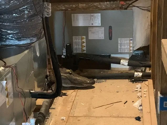 阁楼2.4m长“鳄鱼标本”突然眨眼 美国北卡罗莱纳州工地验收官员拔腿就跑