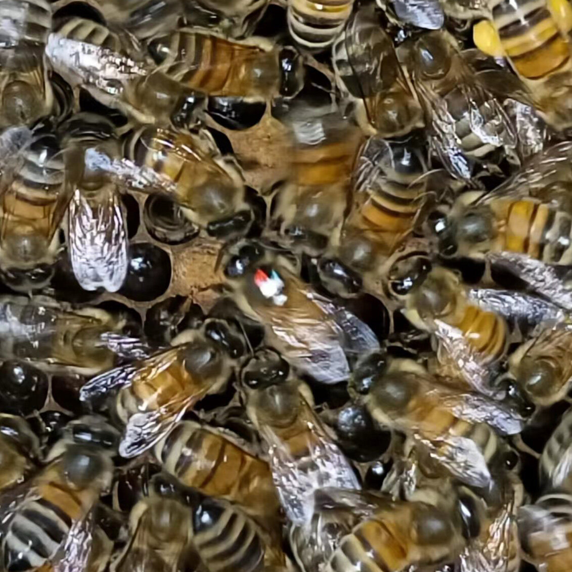 在蜜蜂的“摇摆舞”中发现了复杂的社交行为