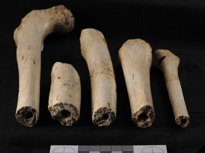 食肉动物没有参与在西马德洛斯休索遗址人类遗骸堆积