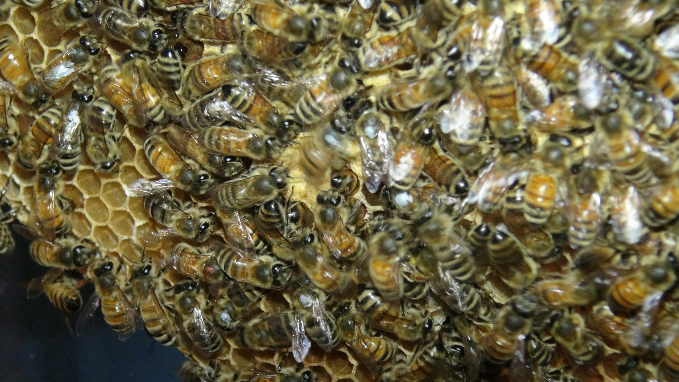 解开蜜蜂舞蹈语言的秘密——蜜蜂学习并在文化上传播它们的交流技巧