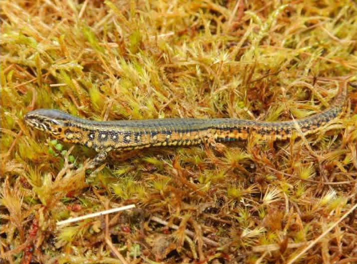 秘鲁奥蒂希国家公园安第斯山脉的高山地区发现新的Proctoporus属蜥蜴