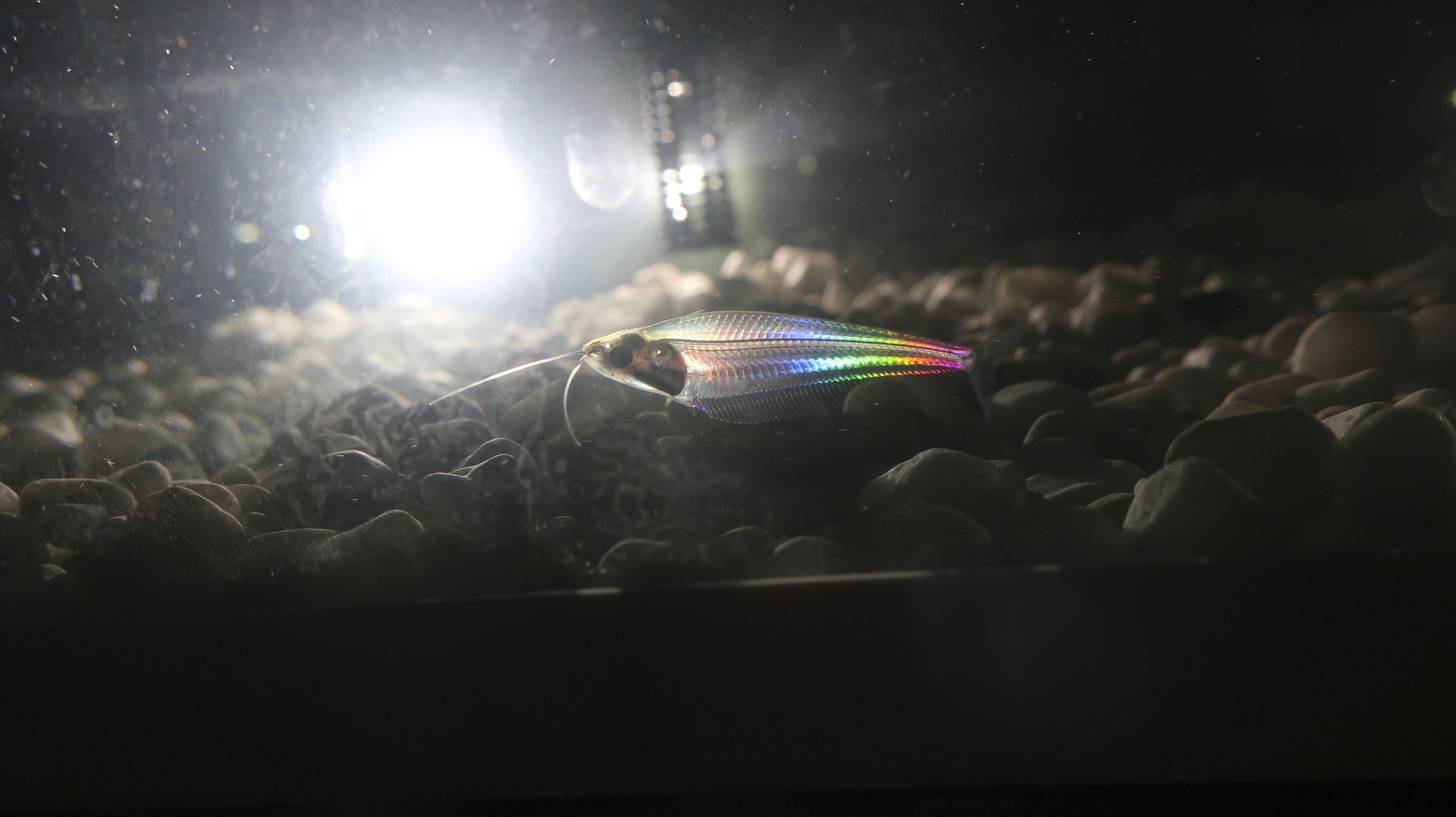 泰国的小观赏鱼幽灵鲶鱼（玻璃鲶鱼）是如何发出彩虹般光芒的