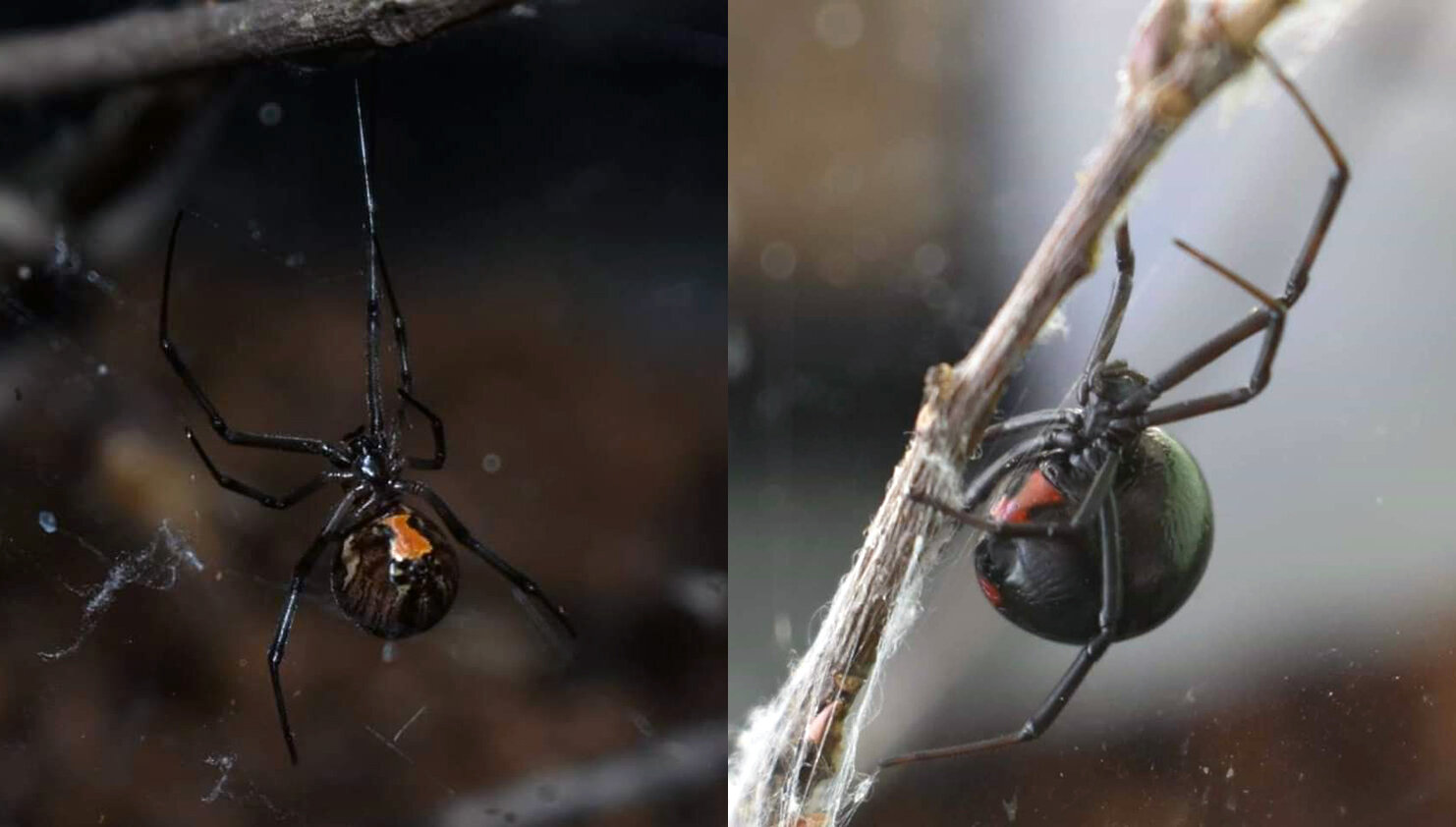 褐寡妇蜘蛛寻找并杀死附近的黑寡妇蜘蛛