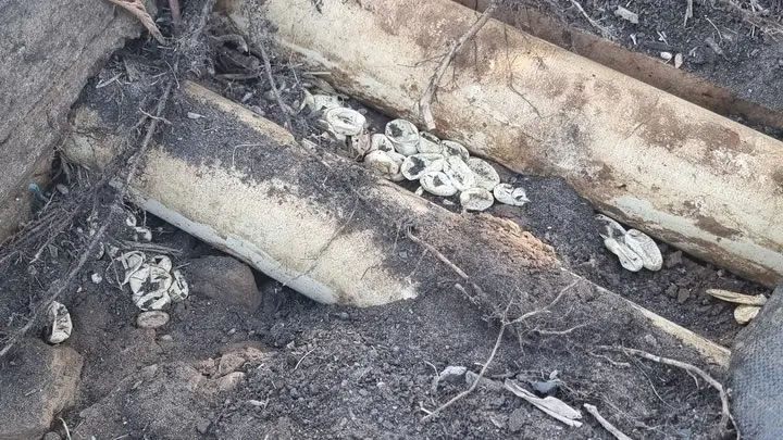 澳洲一户人家后院发现世界第2毒东部拟眼镜蛇的窝 有110颗蛇蛋已孵化