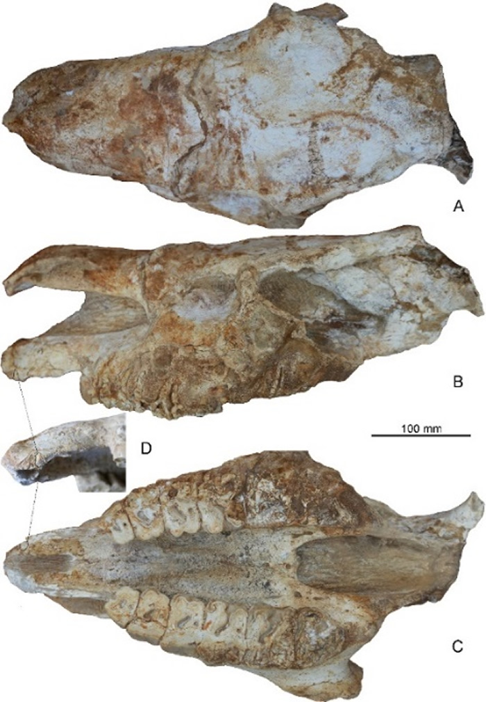 《解剖记录》：山西省沁县发现列角犀化石
