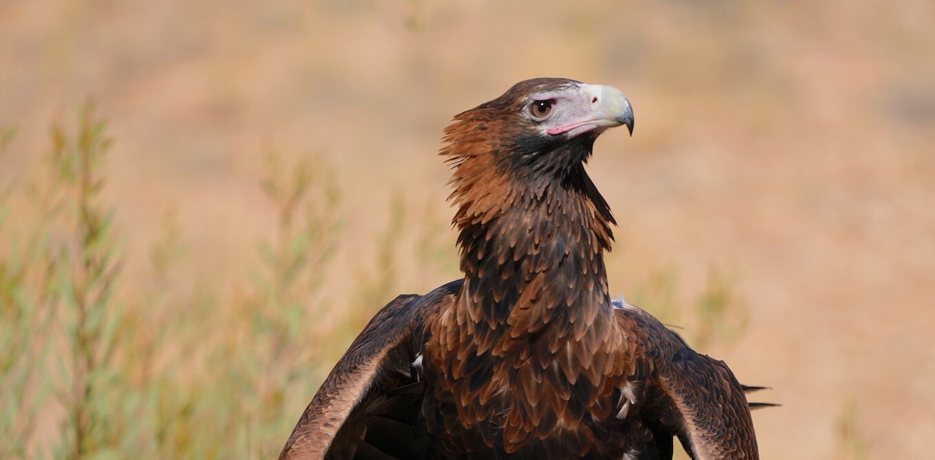 研究表明澳大利亚已经灭绝的巨鹰Dynatoaetus gaffae大到足以从树上抓树袋熊