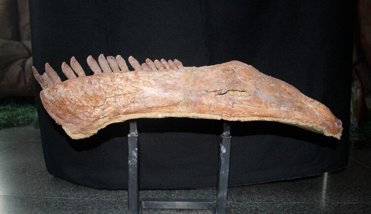 研究人员在中国发现脖子最长的恐龙——中加马门溪龙