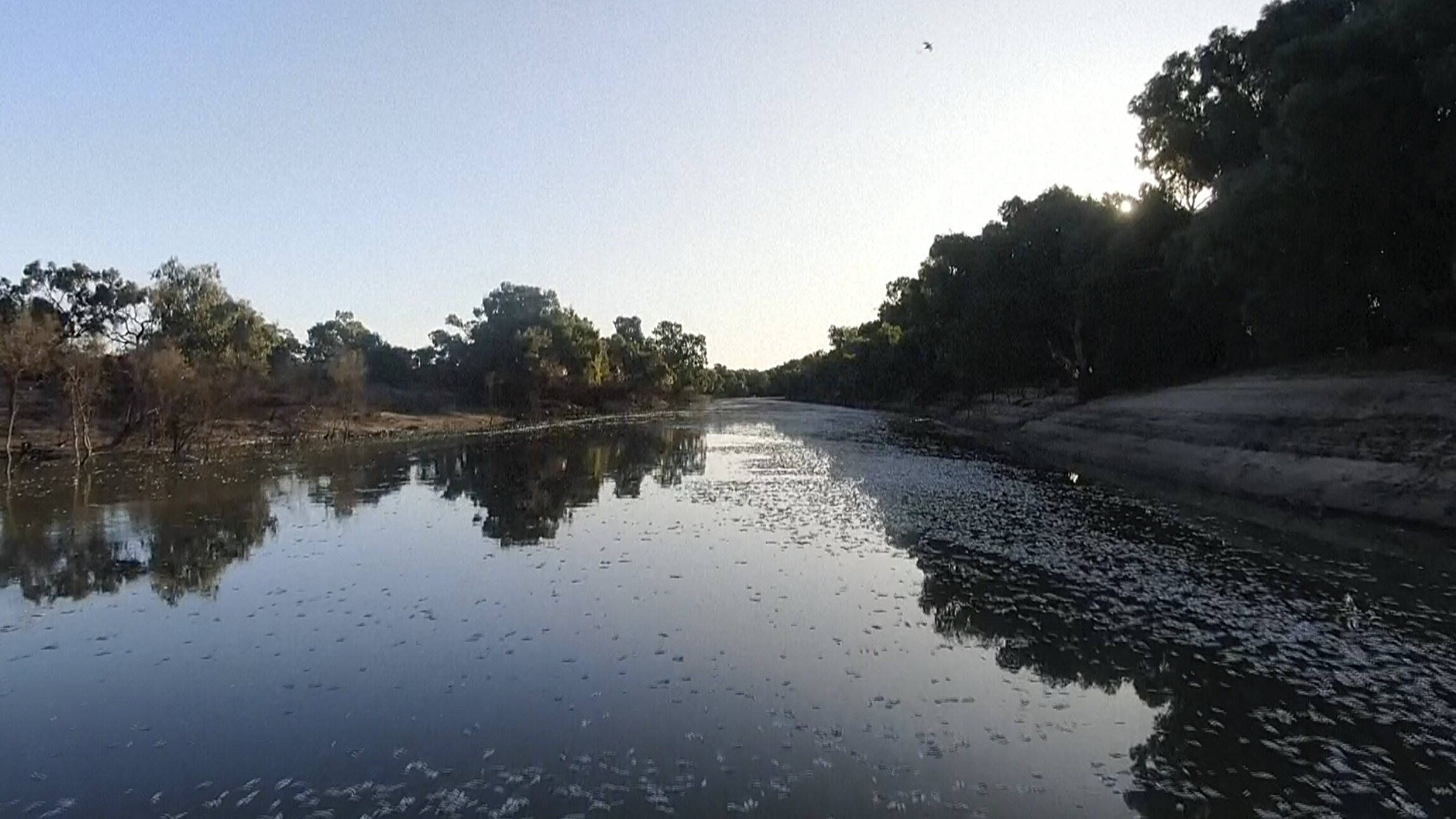 澳大利亚东南部数百万条死鱼漂浮在下达令-巴卡河的水面上