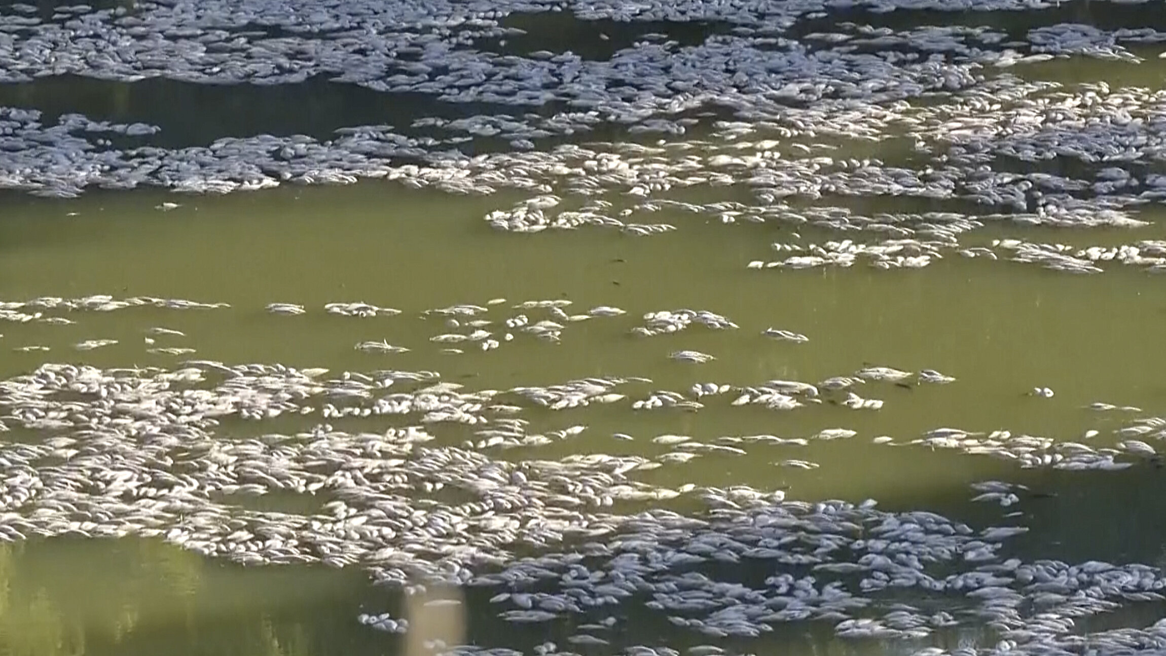 澳大利亚东南部数百万条死鱼漂浮在下达令-巴卡河的水面上