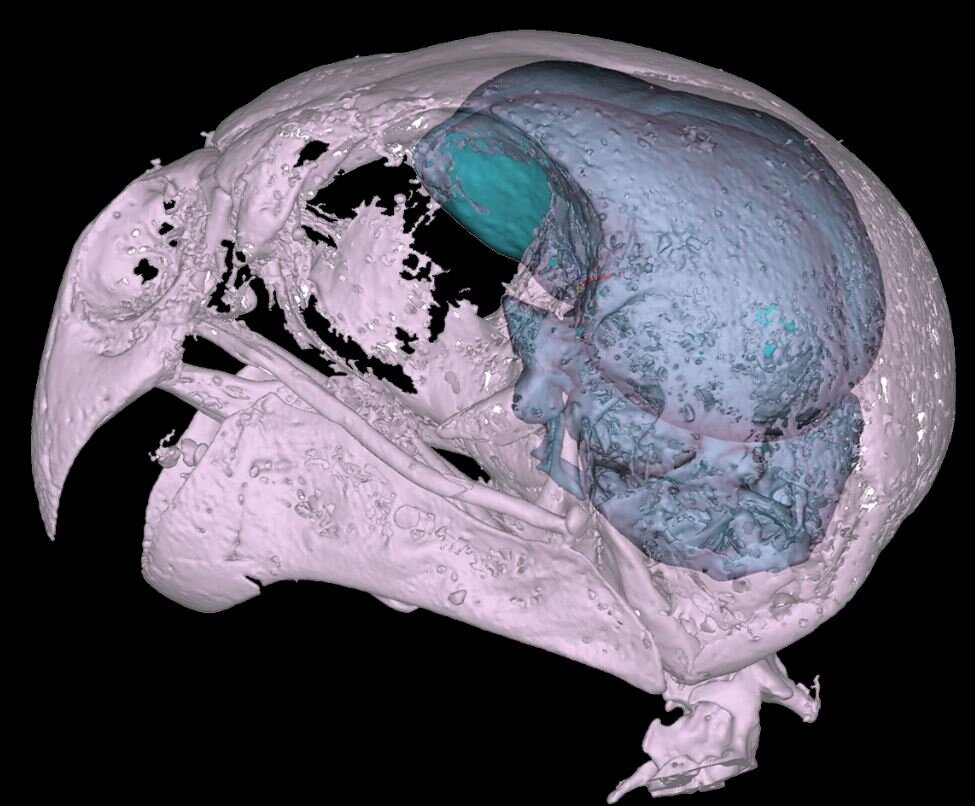 ��Ӣ����ݱ걾�����������˽�Ĵ�����ϡ�е�ҹ����