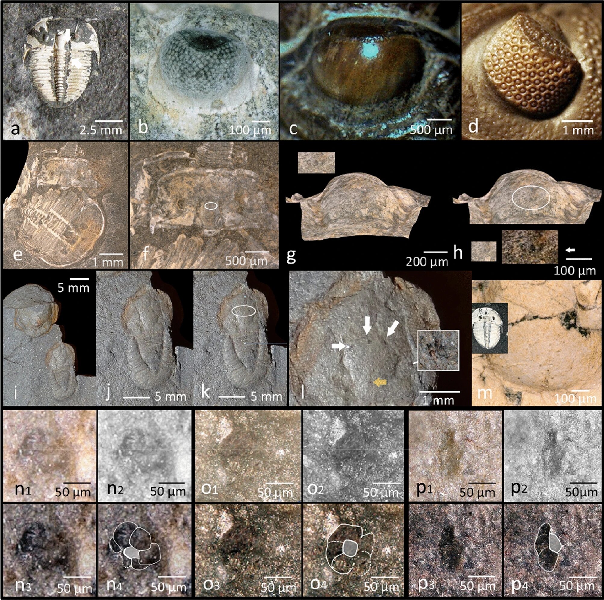 研究发现史前海洋生物三叶虫除了复眼之外，额头上还有所谓的中眼