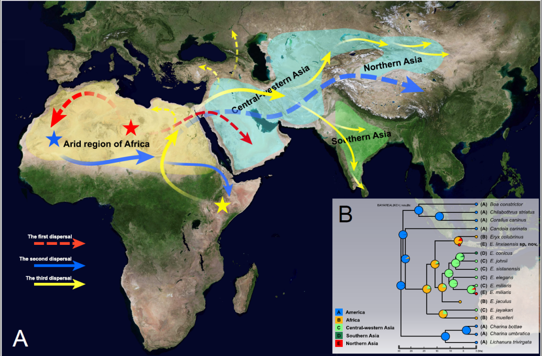甘肃临夏盆地沙蚺化石重建沙蚺科中新世亚非大陆扩散史
