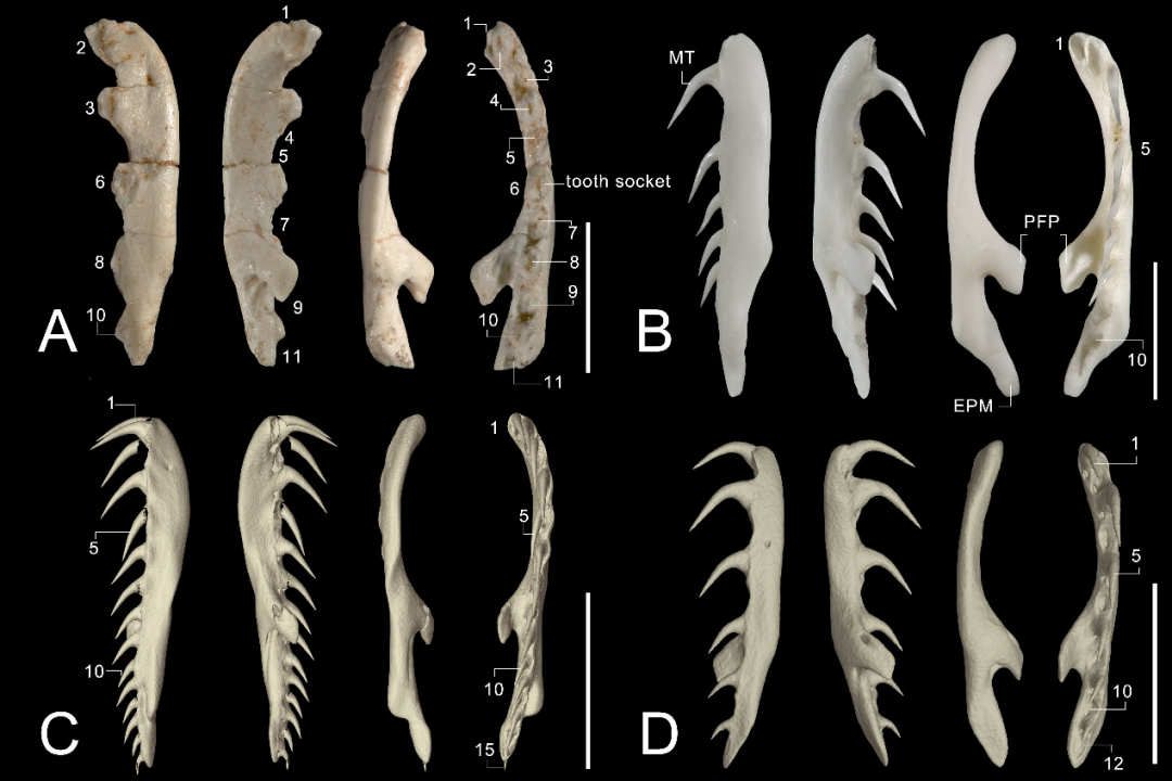 甘肃临夏盆地沙蚺化石重建沙蚺科中新世亚非大陆扩散史