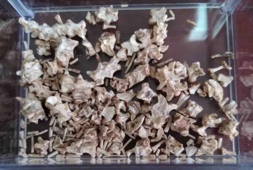 甘肃临夏盆地沙蚺化石重建沙蚺科中新世亚非大陆扩散史