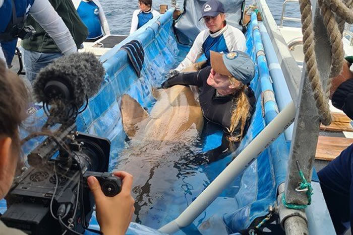 研究发现澳大利亚东海岸濒危护士鲨面临双重威胁
