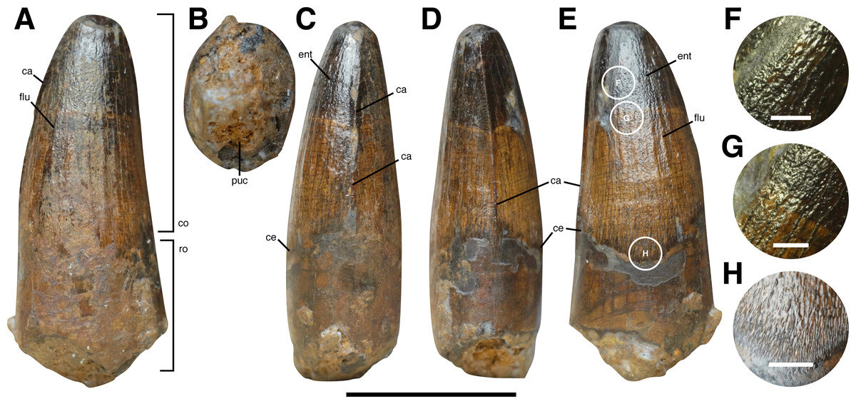 白垩纪的英国生活着几个不同的棘龙群体