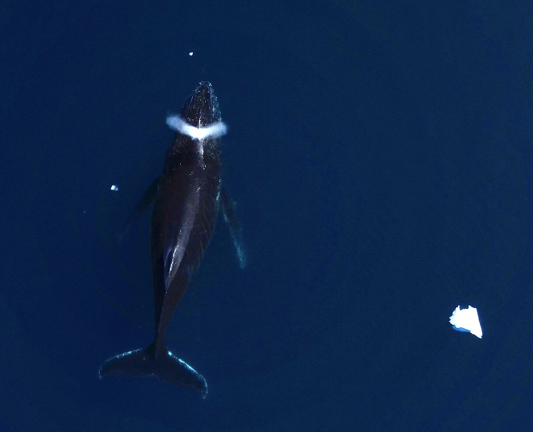 研究称不要指望鲸鱼是“气候拯救者”