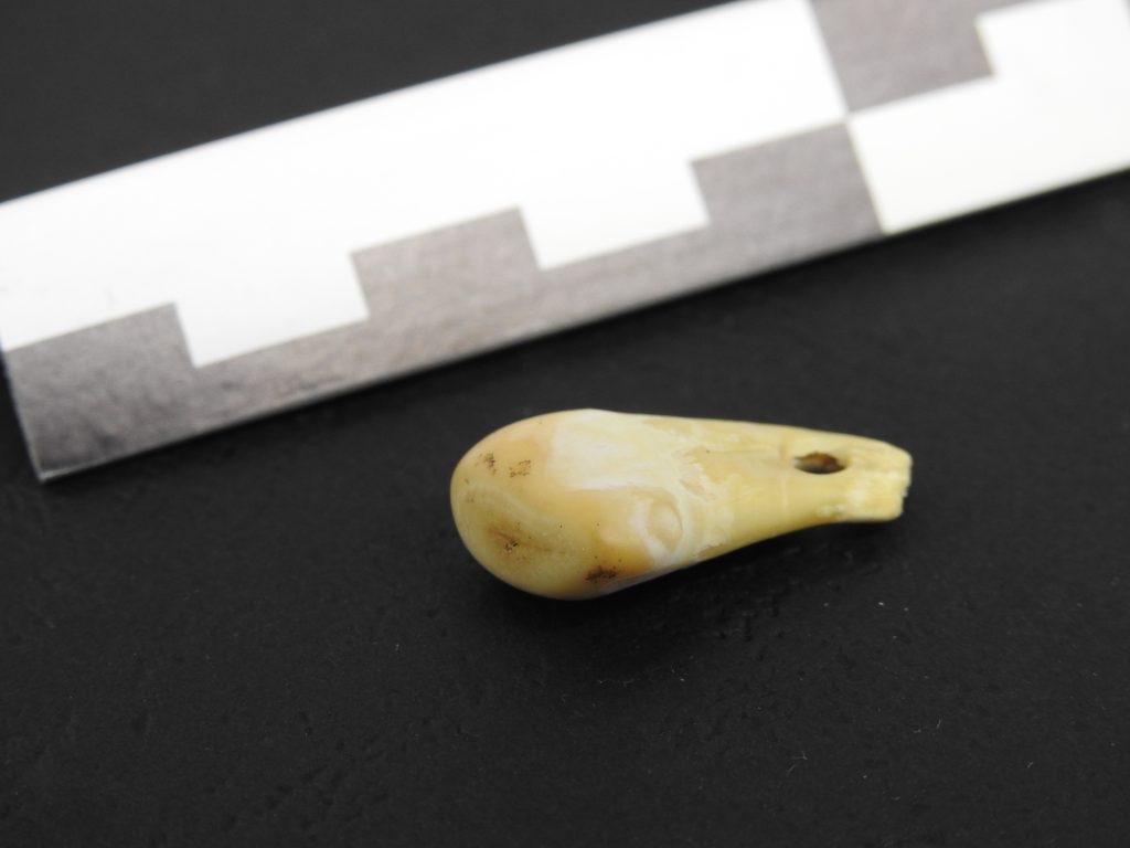 旧石器时代的马鹿牙齿饰品中提取出古代人类的DNA 属于生活在约两万年前的女性智人