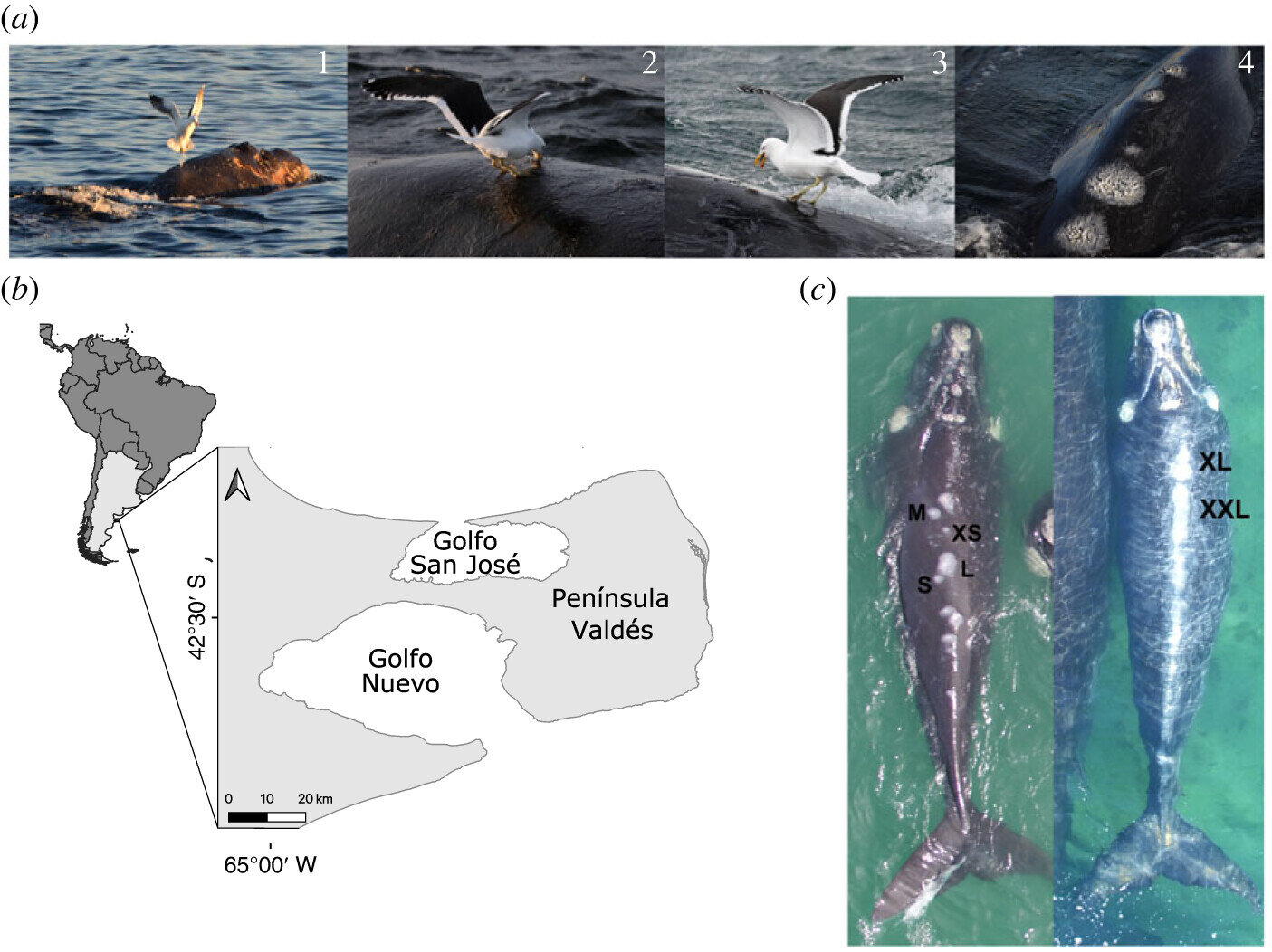 长期分析发现海鸥攻击导致南露脊鲸幼鲸死亡