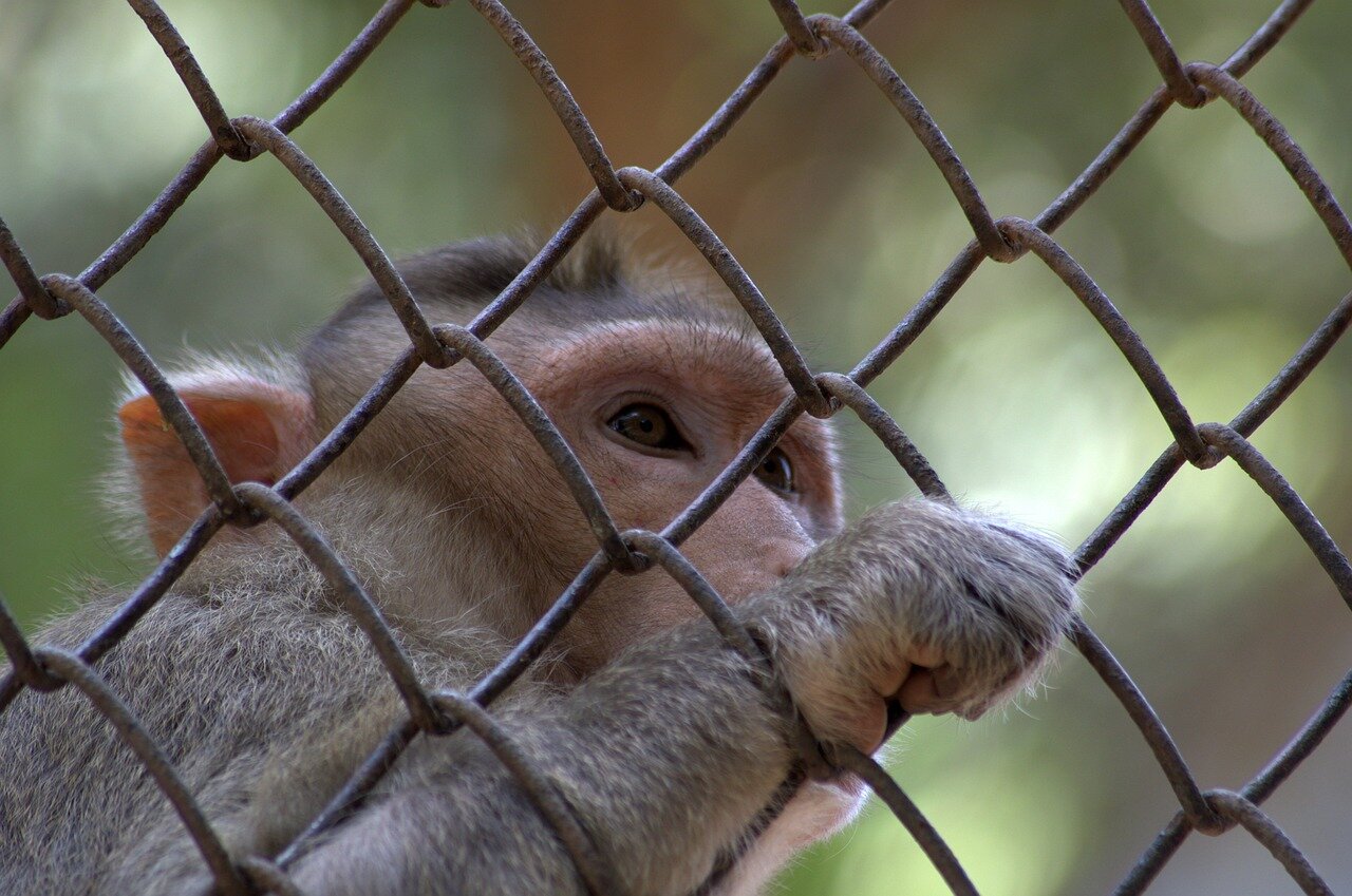 研究警告称非法猕猴交易可能引发下一个大流行疫情