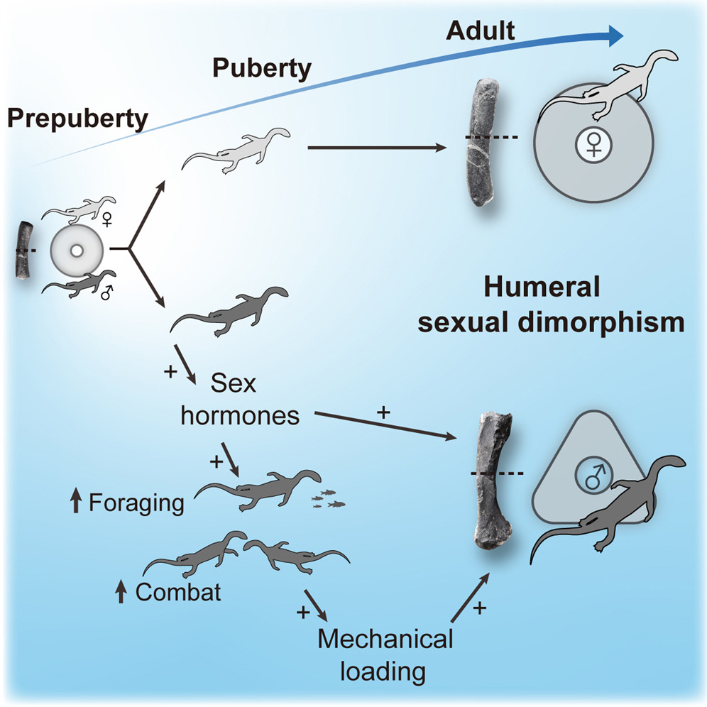 ����������ѧ����־���Թ����������о��״ν�ʾ�������׵������ഺ�ڷ���