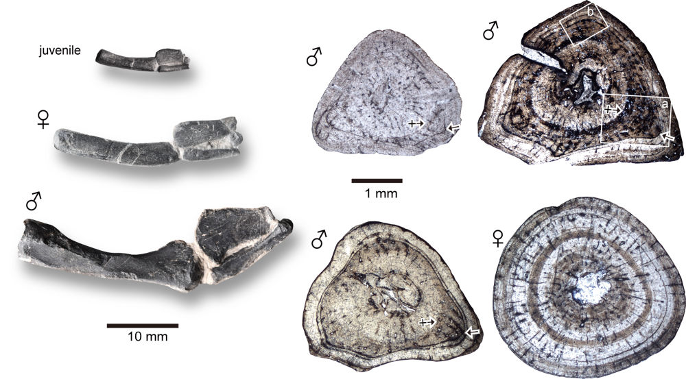 ����������ѧ����־���Թ����������о��״ν�ʾ�������׵������ഺ�ڷ���