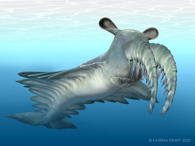 ͵ĶʳAnomalocaris canadensisܿѰɴ