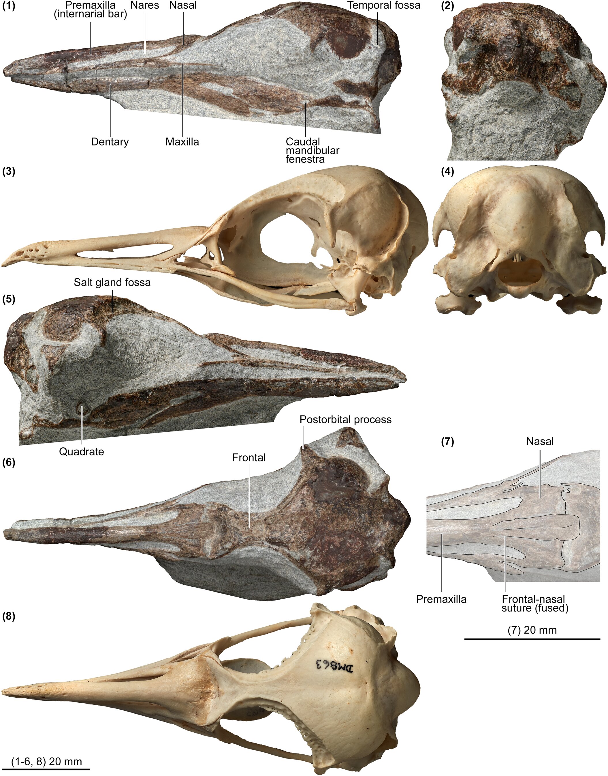 ֪ϵСͷǻʯEudyptula wilsonae