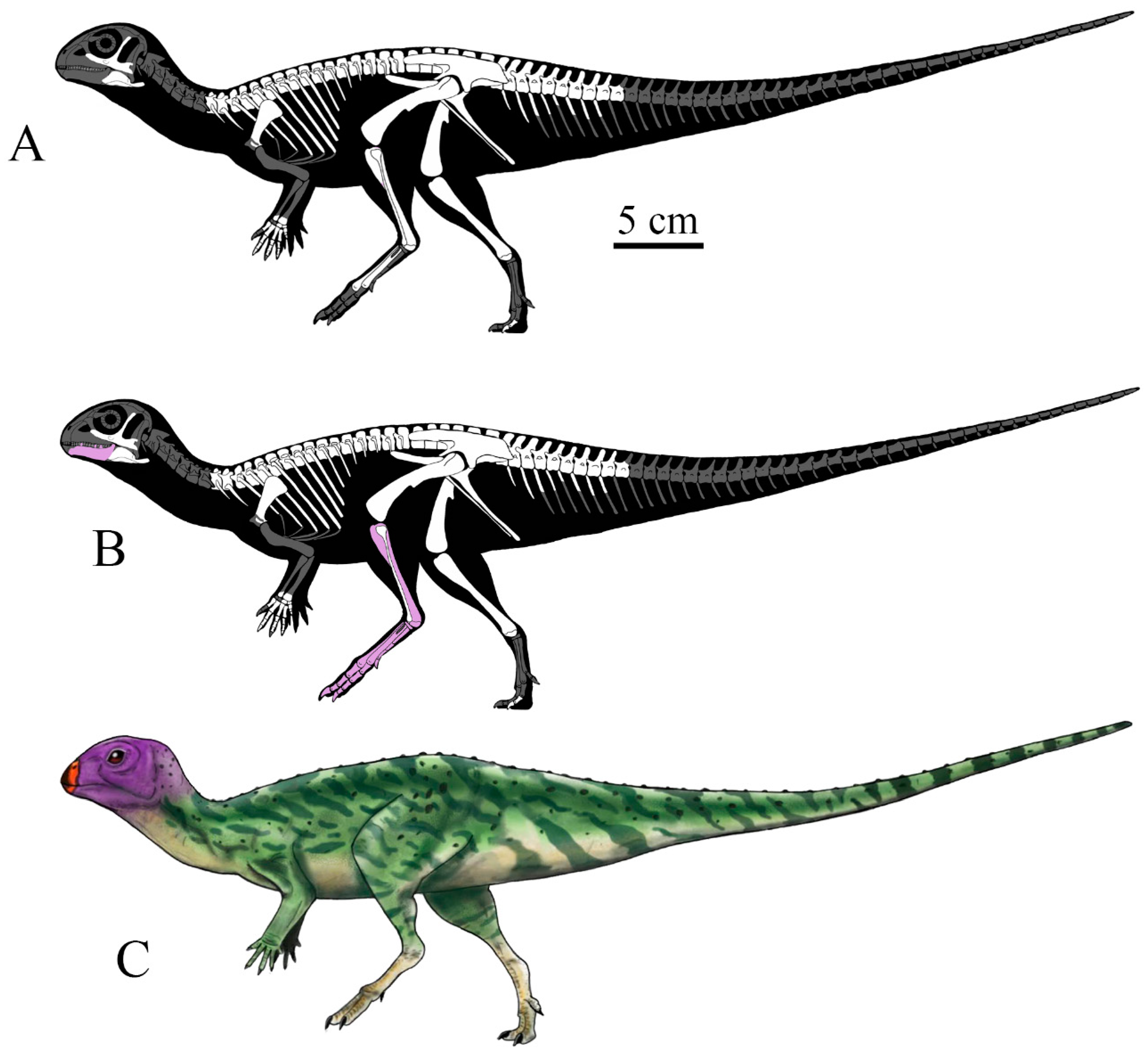 ̩¿Minimocursor phunoiensis 1.5ǰ٪޼