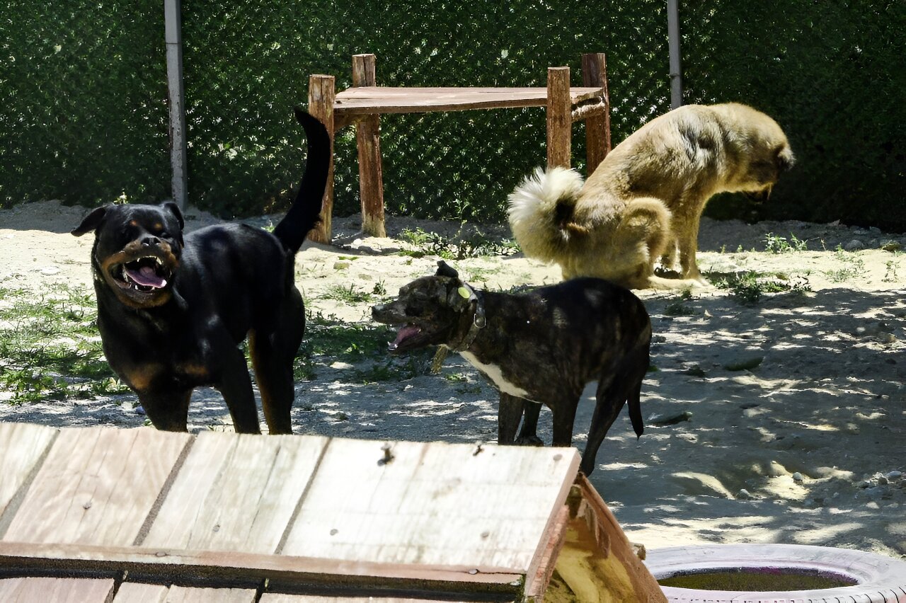 流浪狗威胁稀有的巴尔干猞猁