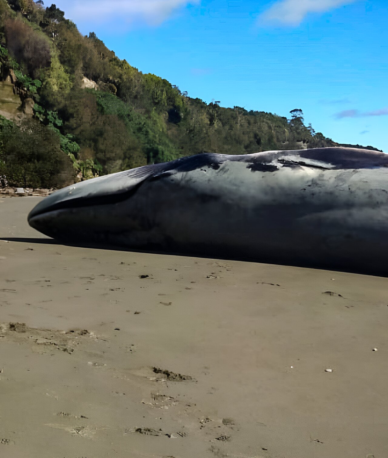 一头巨大的蓝鲸被冲上了智利南部奇洛岛安库德的海滩