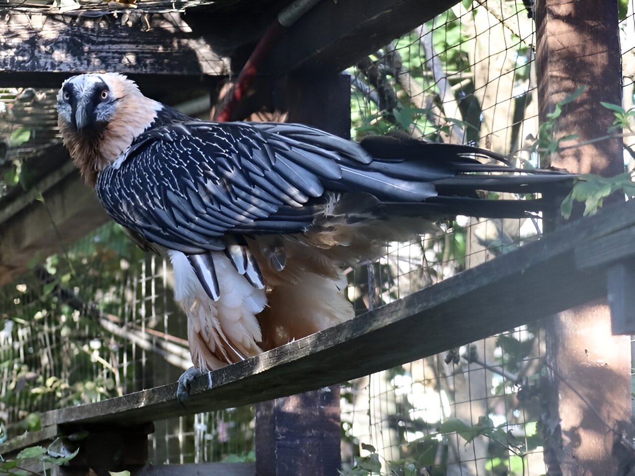 秃鹫的消失会带来不可预见的后果,包括对人类