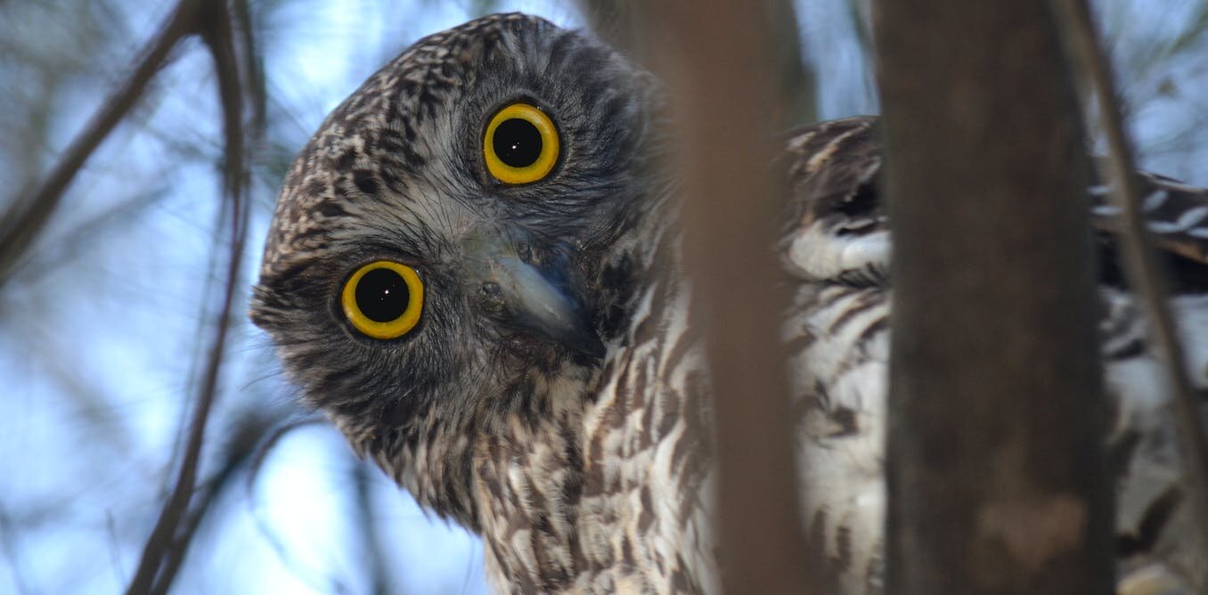 ��������ص�ҹ�����ˣ���ʾèͷӥ�������һ������