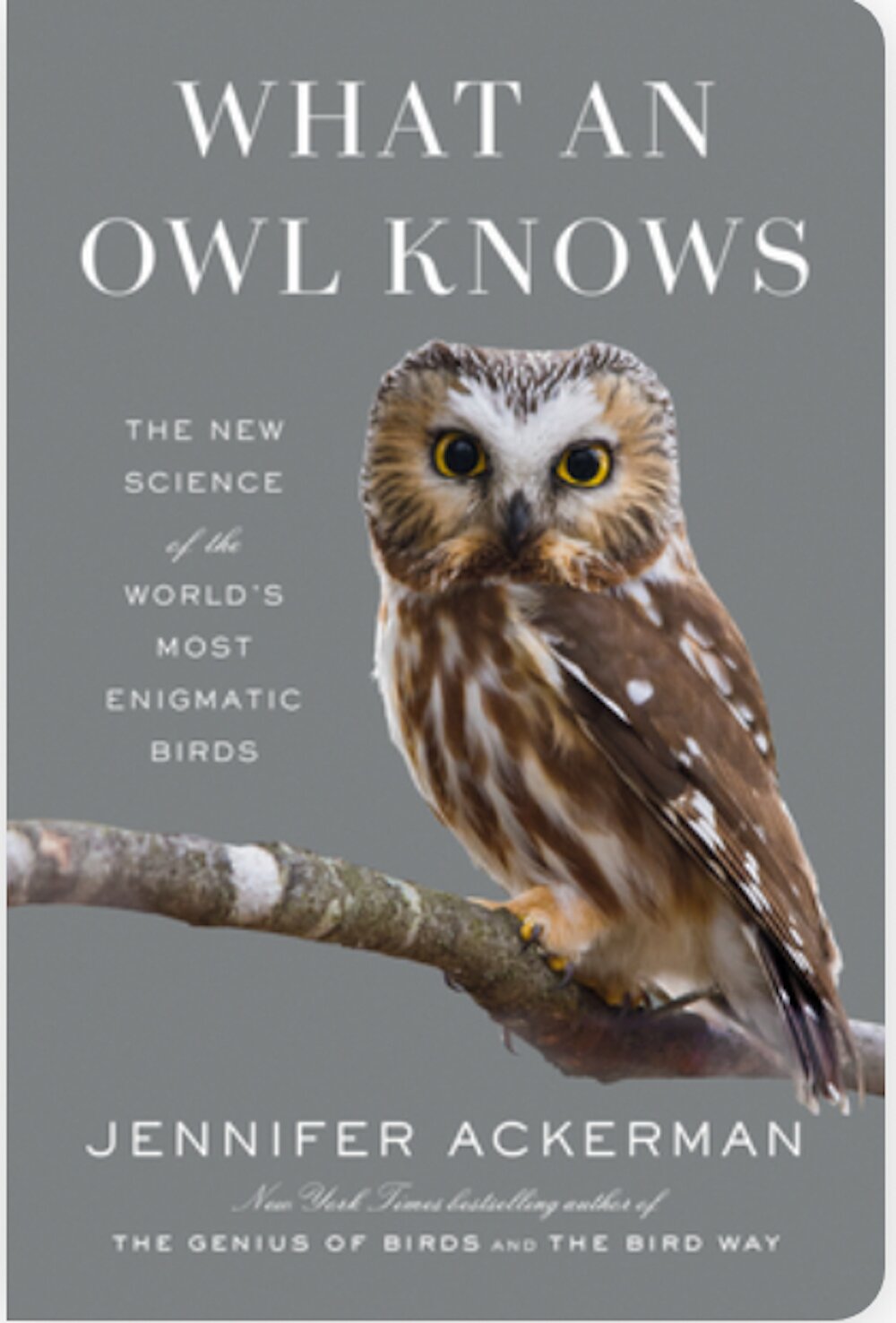 ��������ص�ҹ�����ˣ���ʾèͷӥ�������һ������