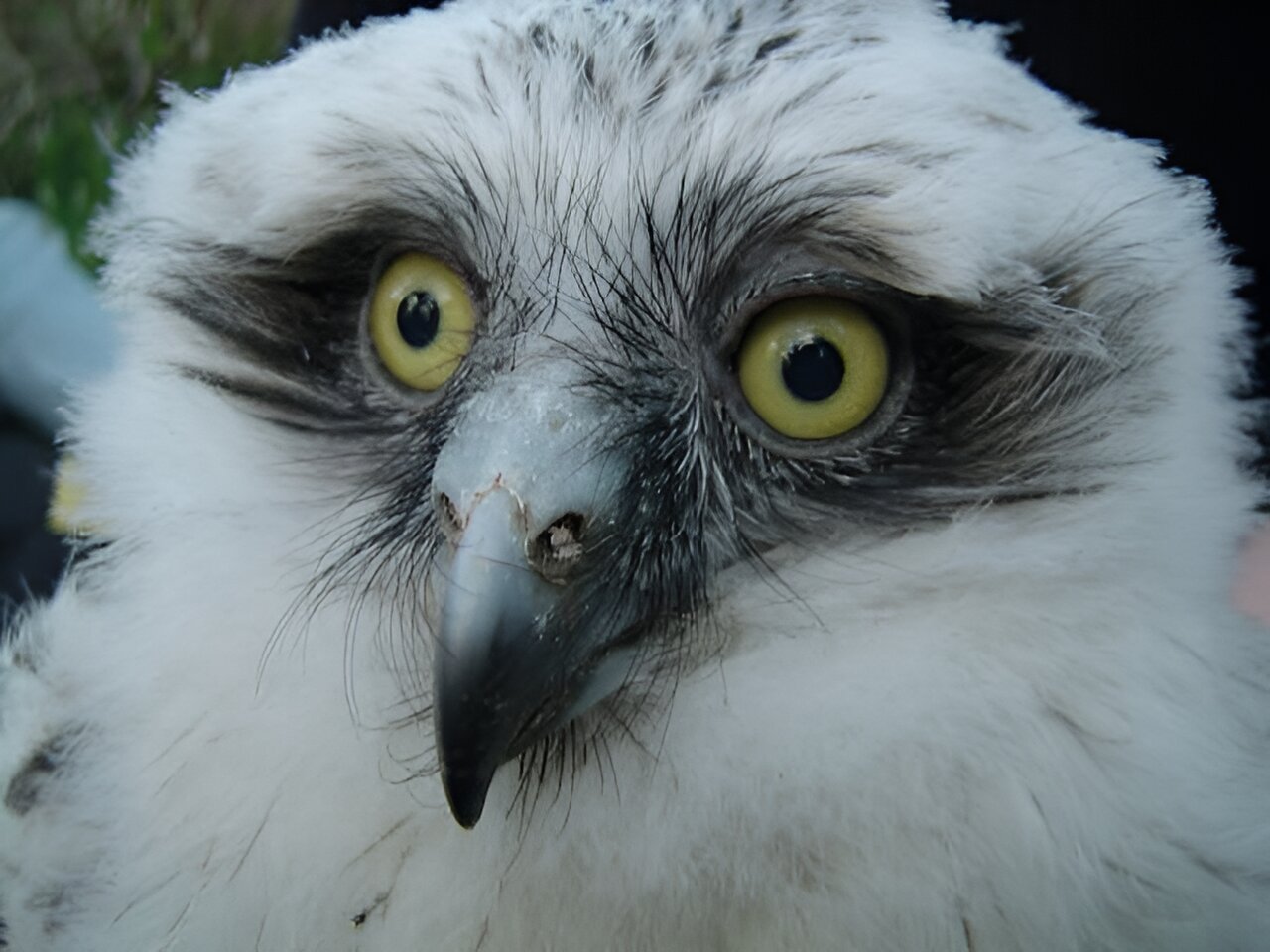 ��������ص�ҹ�����ˣ���ʾèͷӥ�������һ������