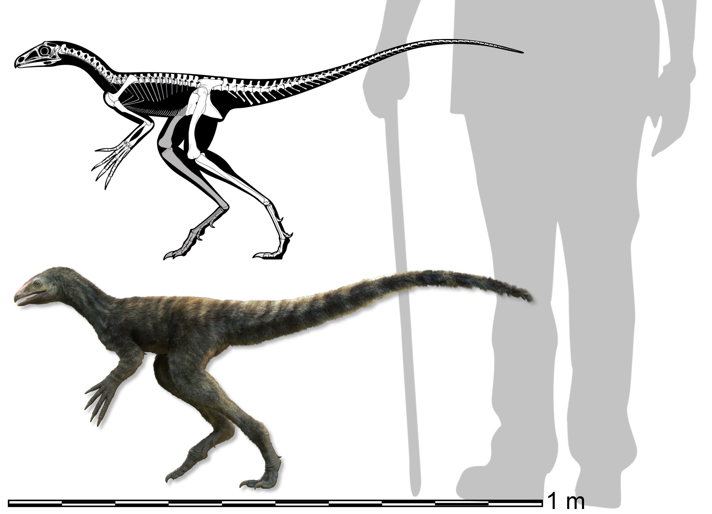 2.3ǰữʯVenetoraptor gassenae Ϊǰ