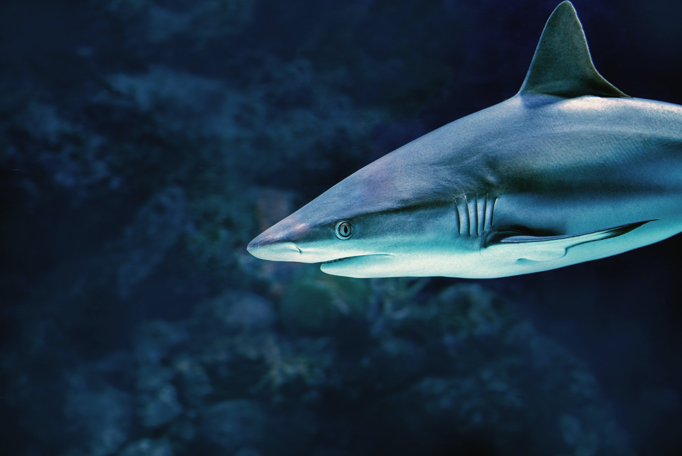科学家揭示了白边真鲨寻找食物的深度