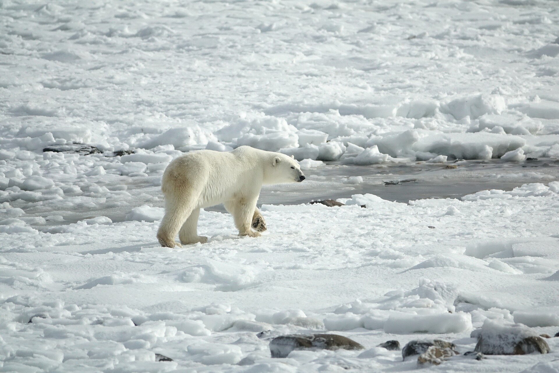 分析古代和现代北极熊样本如何揭示全球变暖的全貌