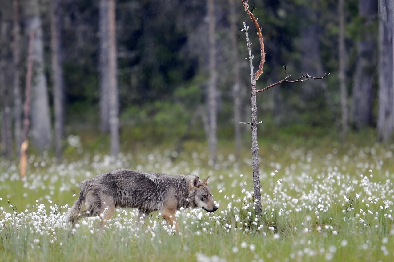 欧盟负责人警告狼群在欧洲是“真正的危险”