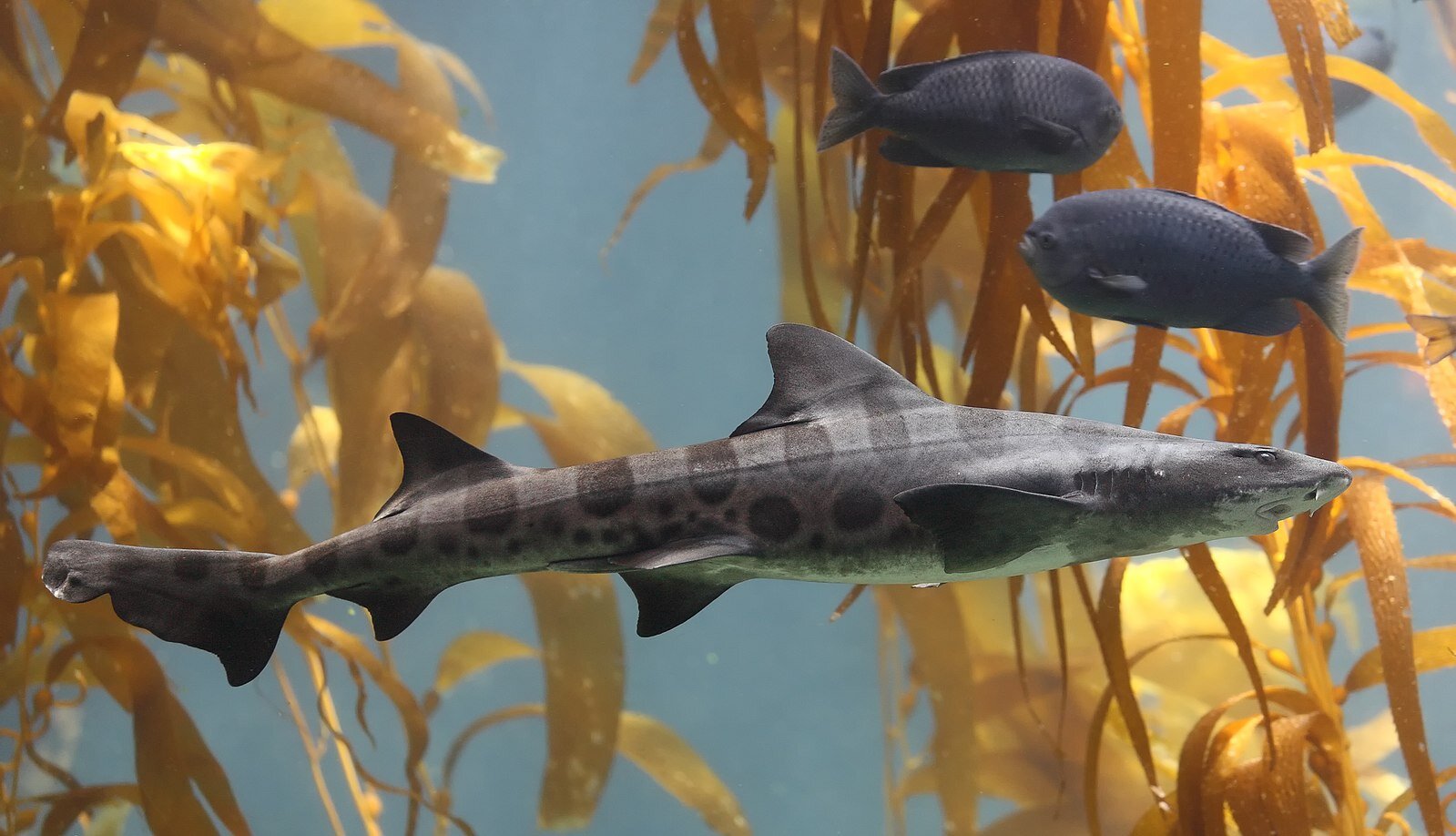 为什么豹鲨会在南加州亮出白肚皮？学生研究人员负责这个案子