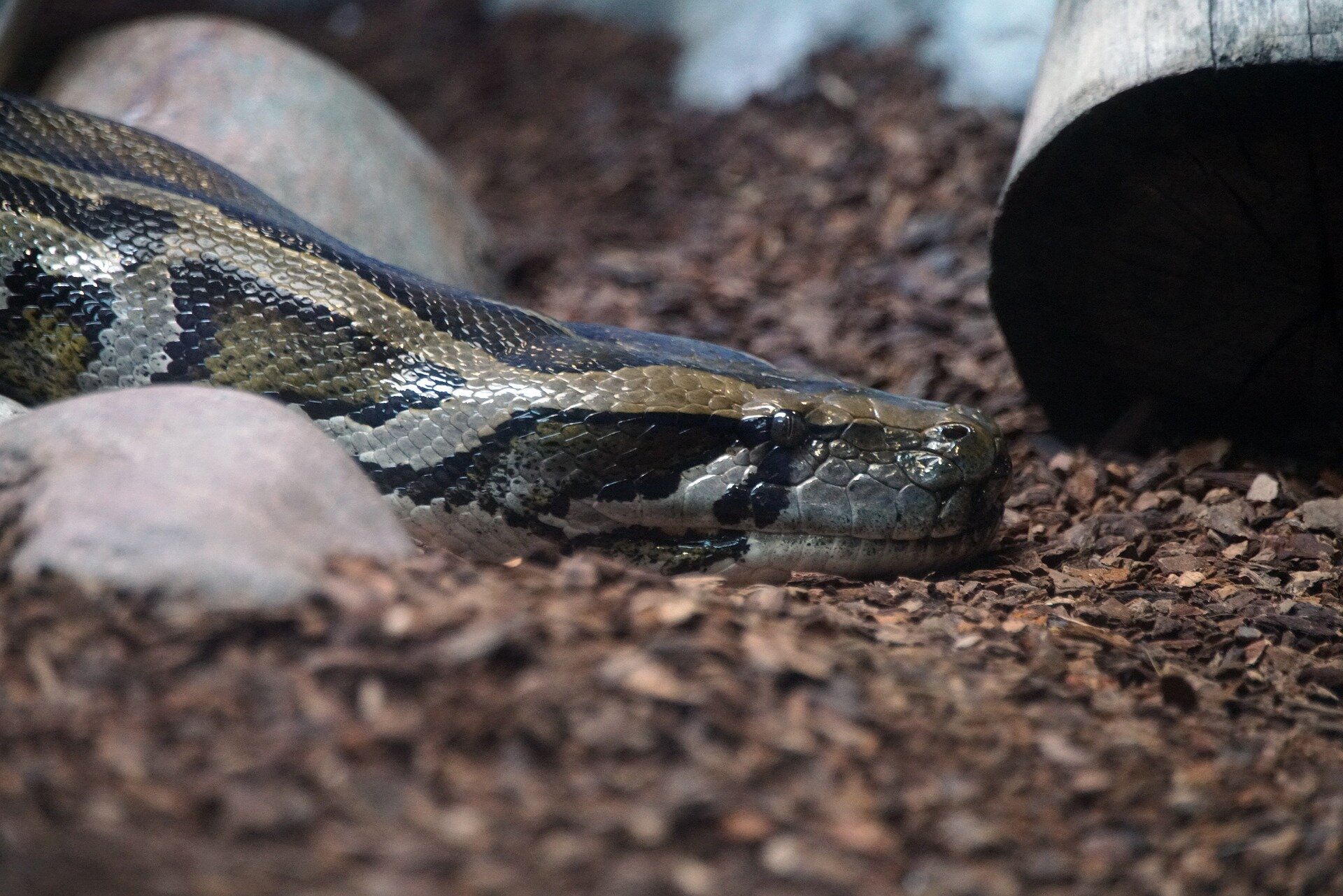 佛罗里达付钱给蟒蛇猎人清理沼泽地 十年过去了，有效果吗？