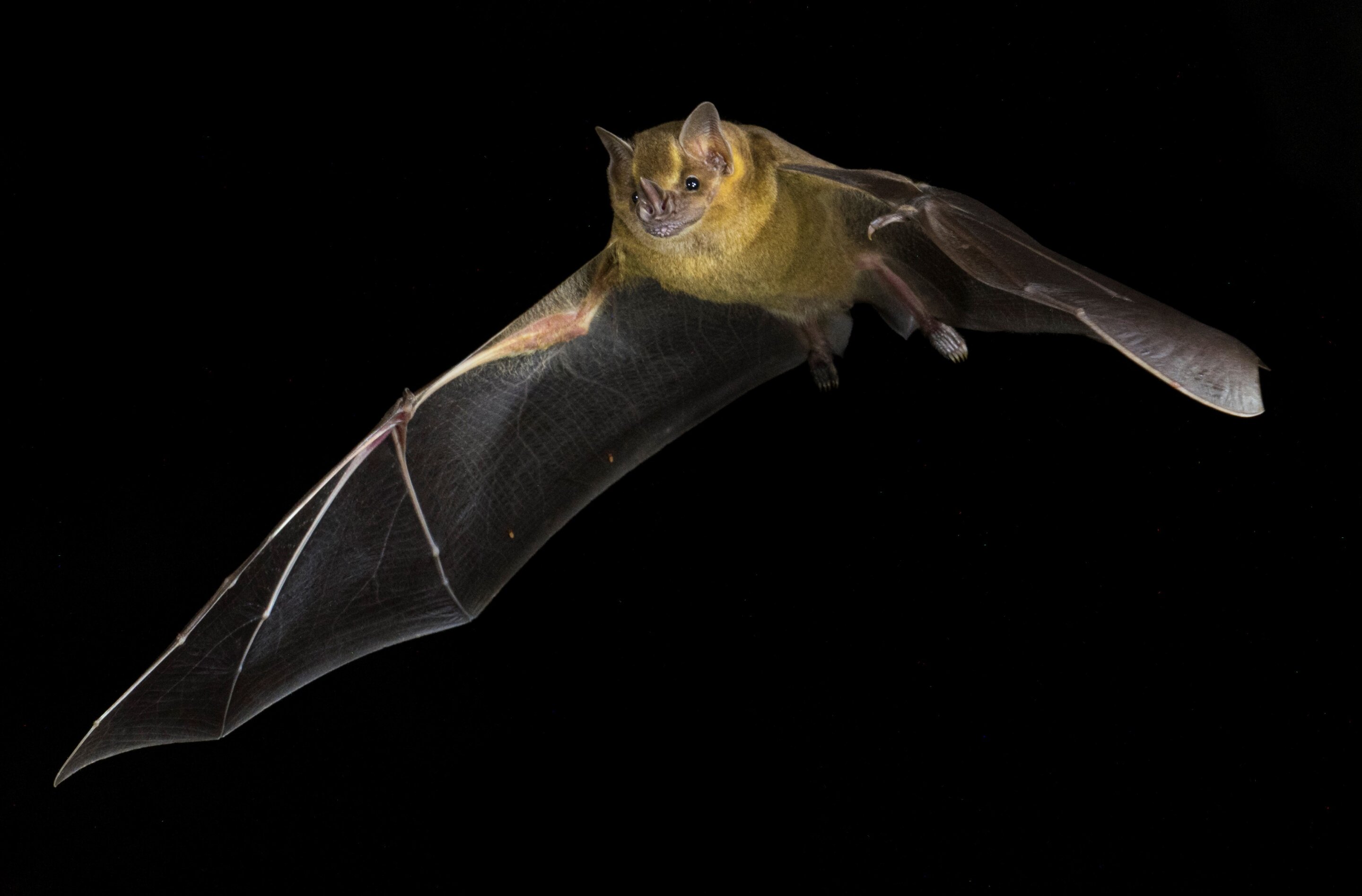 蝙蝠如何进化以避免癌症