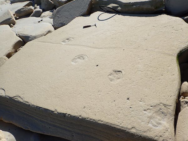 蛇活动的化石痕迹：在南非南海岸海角的另一个世界首次发现