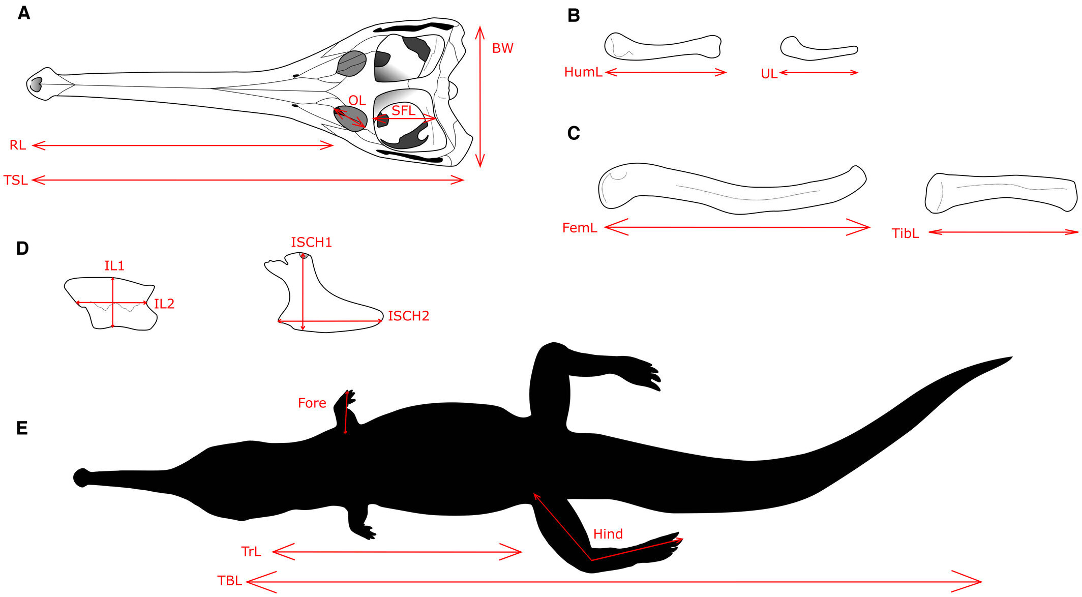 研究侏罗纪时期海洋鳄鱼的体型增长