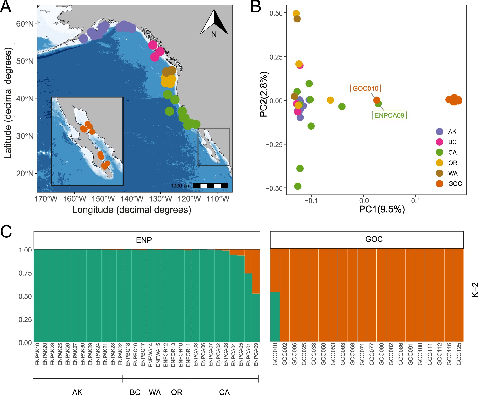 捕鲸业消灭的长须鲸比之前认为的要多得多
