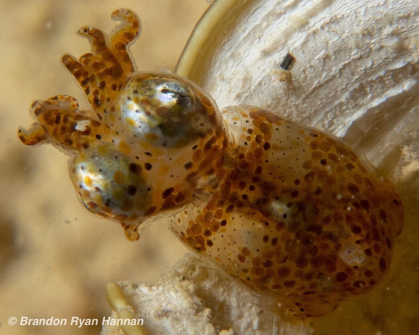 在日本珊瑚中发现两种新的侏儒鱿鱼