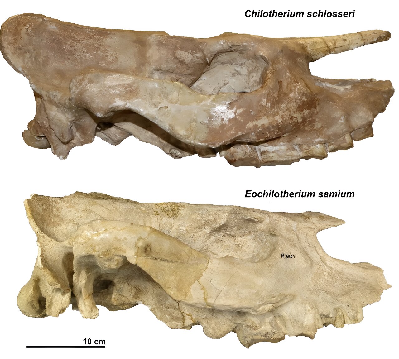 头骨化石揭示了今天犀牛的亲戚没有角，在500万年前就灭绝了