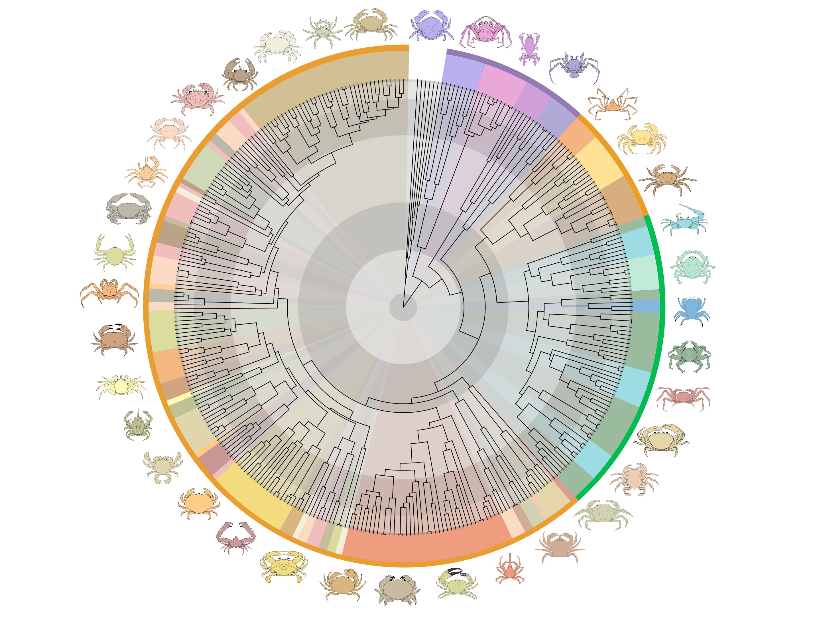 研究人员揭示了真正的螃蟹从海洋到陆地再返回的史诗般的古老旅程